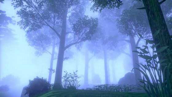 A misty forest