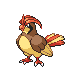 Pidgeotto