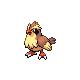 Pidgey