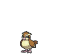 Pidgey